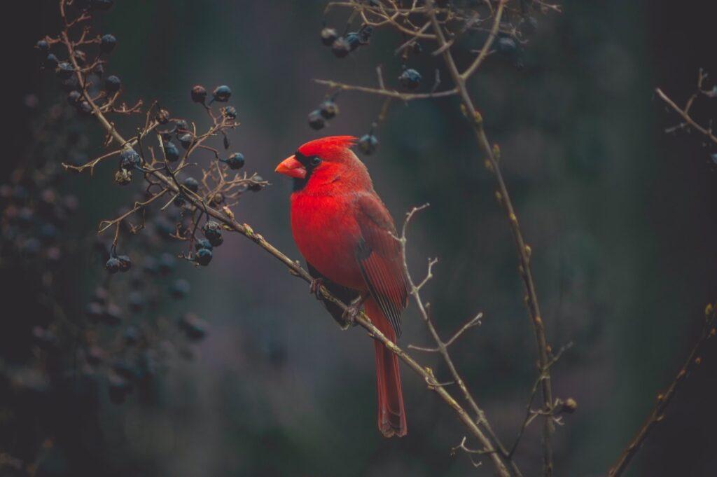 God Sends Cardinals Into Your Life